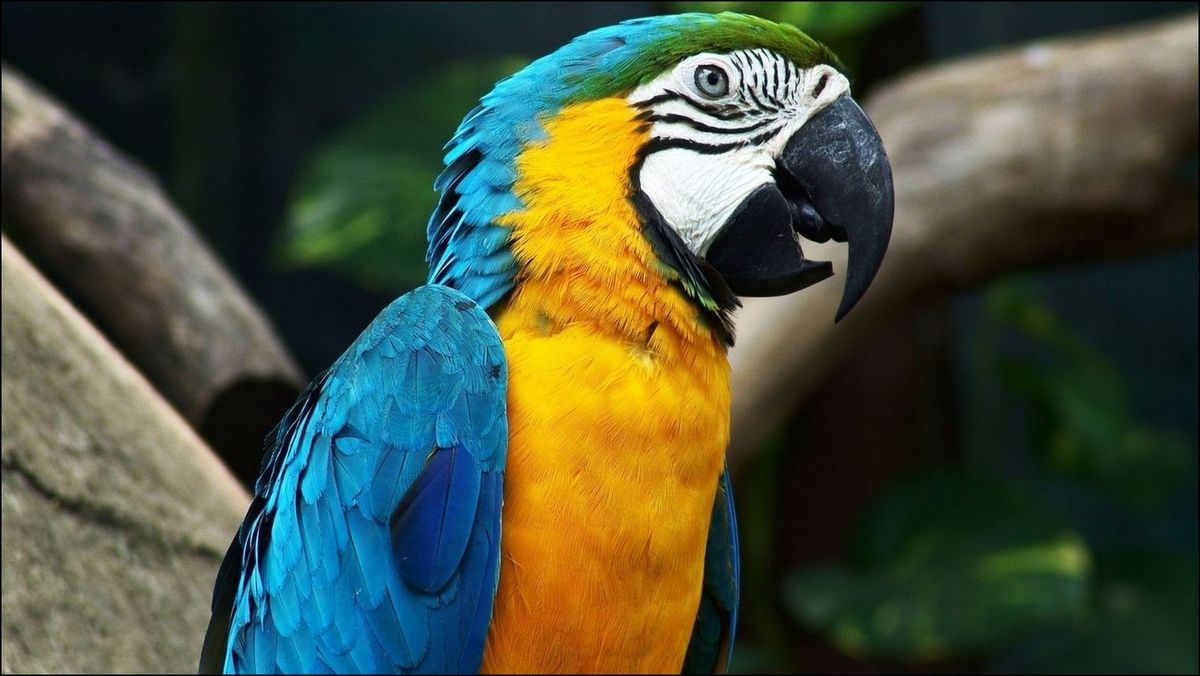 El guacamayo barba azul