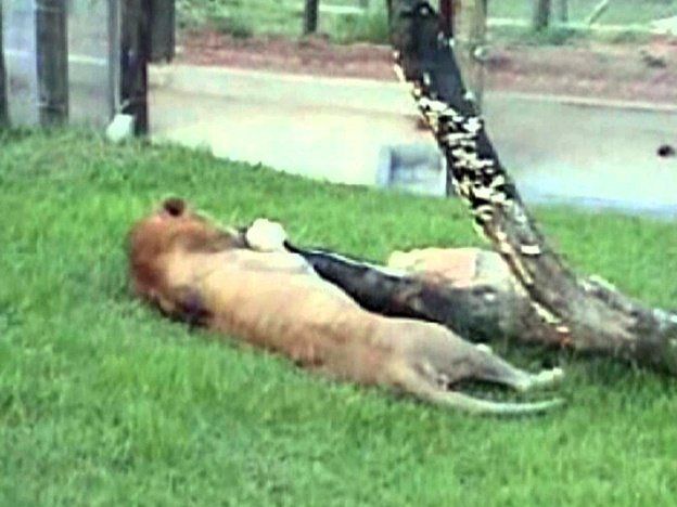 Un león que fue rescatado de un circo tuvo una increíble reacción