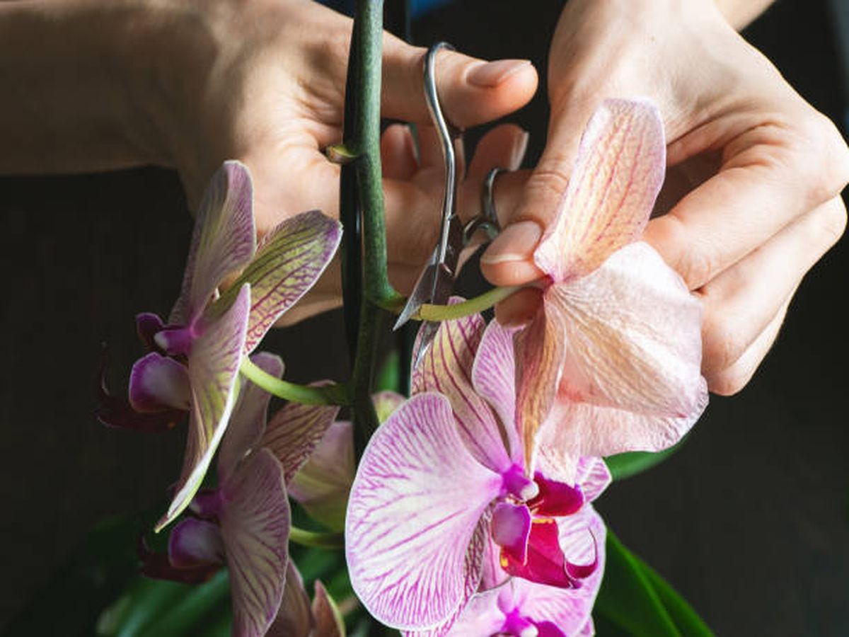 Descubre cuándo debes podar una orquídea, según especialistas. Descubre cuándo debes podar una orquídea, según especialistas.