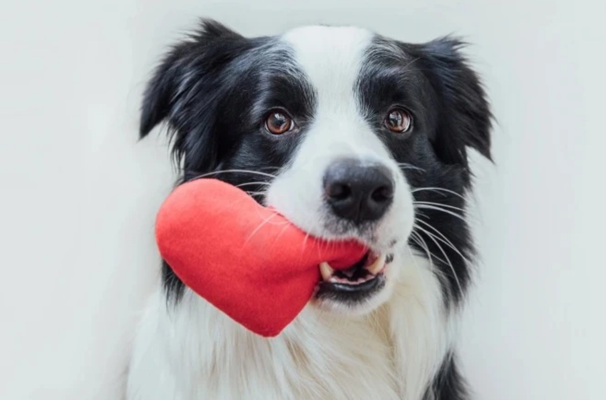 ¿Qué desenterró? La perra desenterró algo raro y aterró a toda la familia.