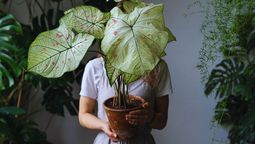 La planta de interior que atrae mala suerte si la tienes en tu hogar, según el feng shui