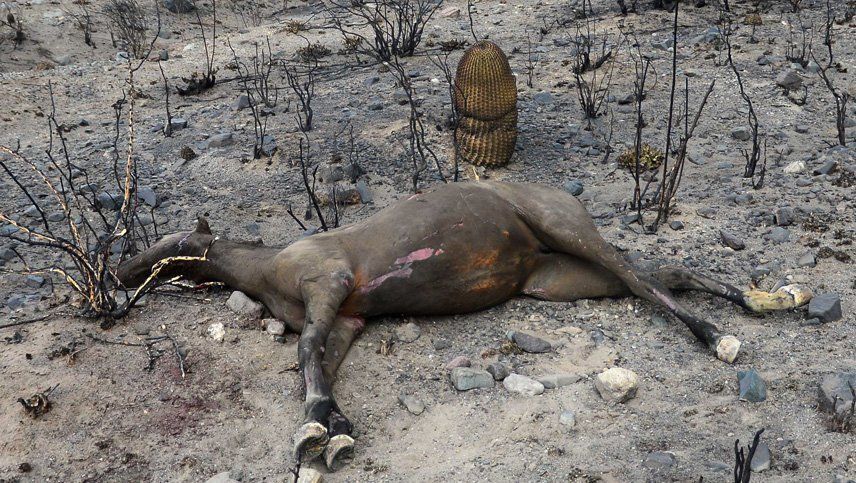 Veterinarios asistirán a los animales afectados por los incendios en Potrerillos