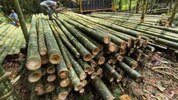 El país de América del Sur que cambia la construcción gracias a un material milenario mega resistible: más que el acero El país de América del Sur que cambia la construcción gracias a un material milenario mega resistible: más que el acero