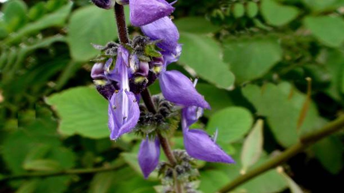 El boldo es una planta medicinal que llenará de belleza el jardín y mejorará la salud. El boldo es una planta medicinal que llenará de belleza el jardín y mejorará la salud.