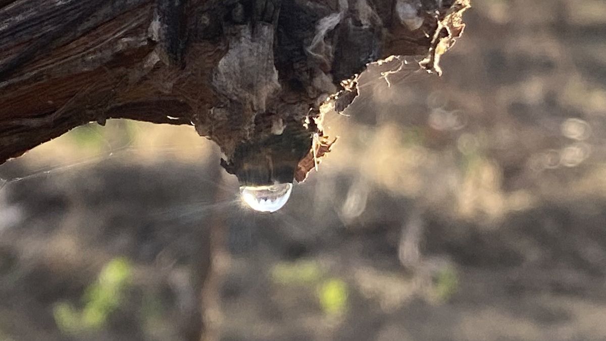 Un ejemplar de Pinot Noir el 2 de agosto en un viñedo de Neuquén. Foto: @marceloacasazza.