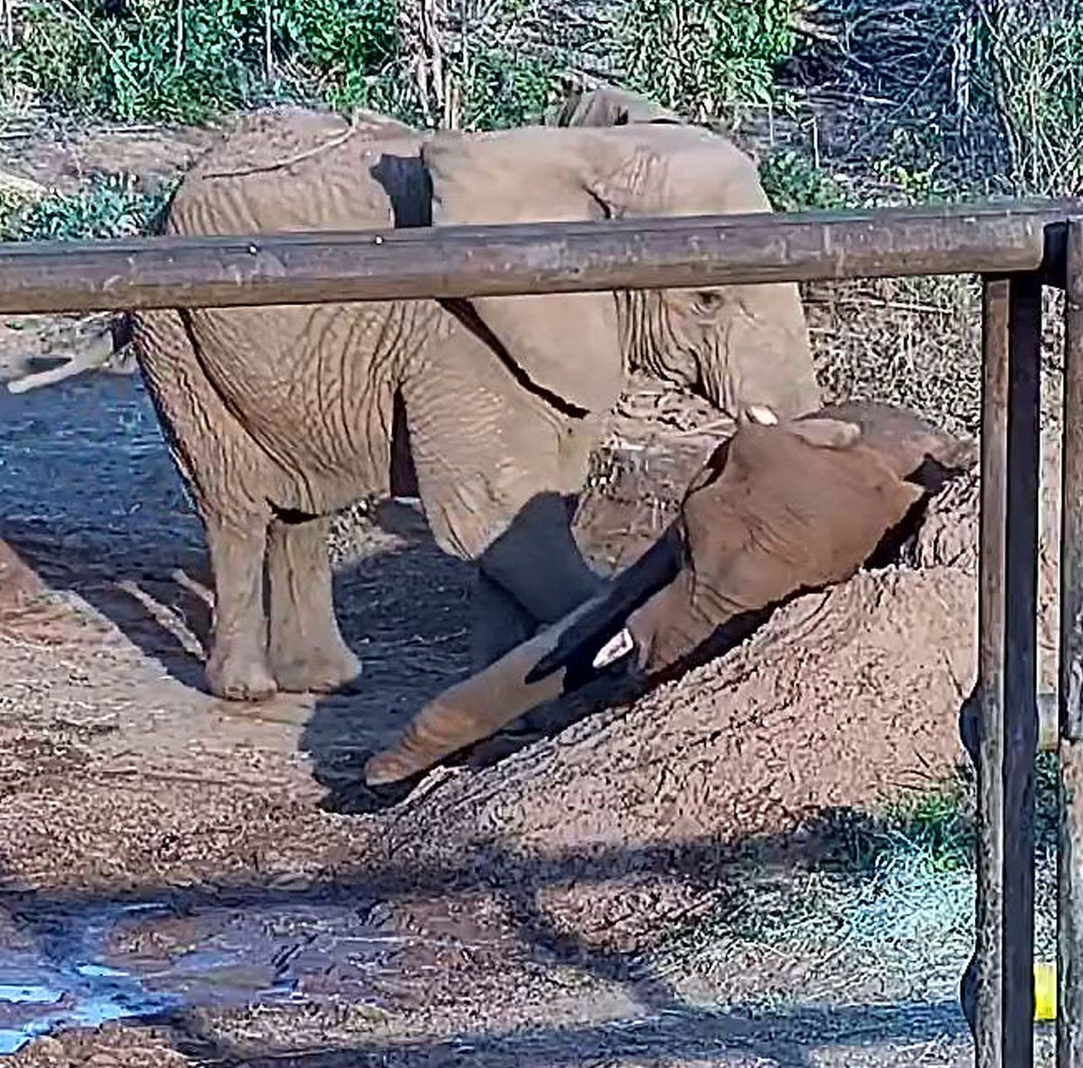 Las cámaras del Santuario de Brasil captaron el momento en que la elefanta Kenya acompañó a Pupy en su último suspiro. Las cámaras del Santuario de Brasil captaron el momento en que la elefanta Kenya acompañó a Pupy en su último suspiro.