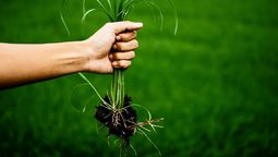 Las malezas del jardín pueden ser eliminadas a través de un famoso ingrediente de cocina.