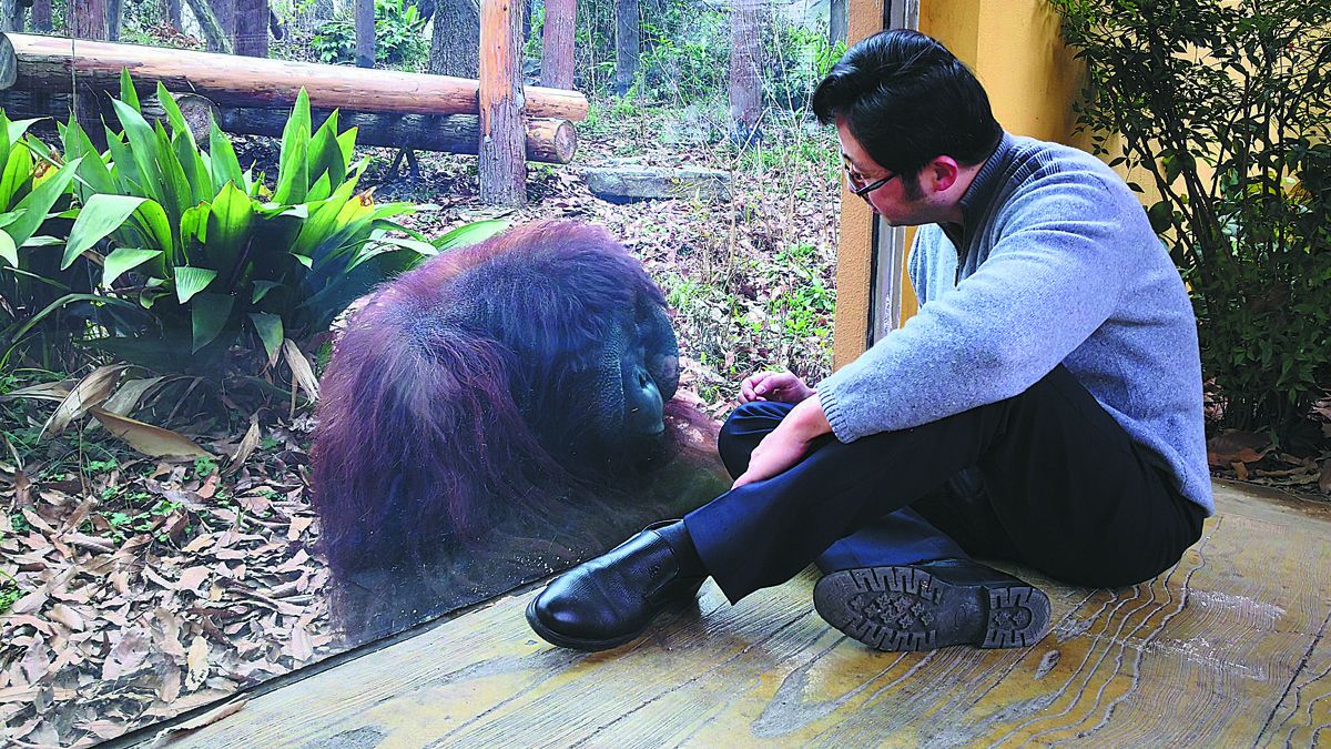 Shen Zhijun observa a un orangután en el zoológico forestal en Nanjing, provincia de Jiangsu. PARA USO DE CHINA DAILY