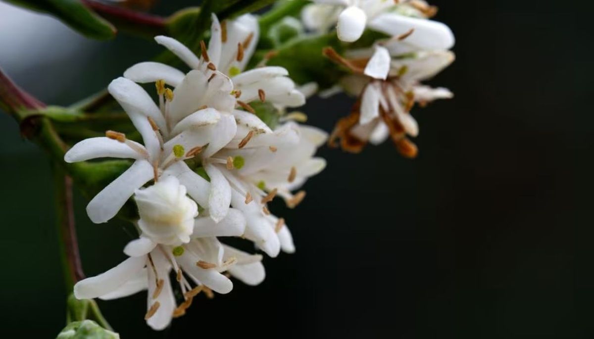 El árbol que tiene florecillas perfumadas y es apto para cultivar en macetas