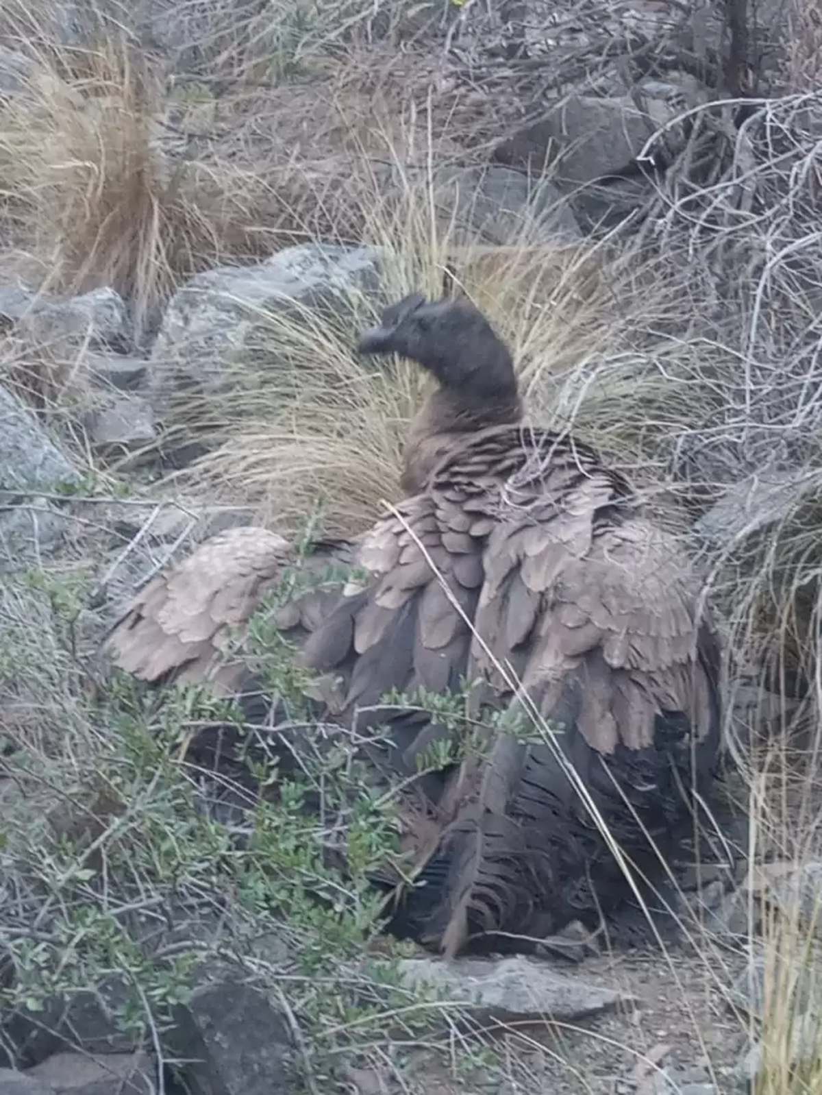Un cóndor macho, pichón, fue encontrado herido este domingo en una zona de difícil acceso en Cacheuta. Un cóndor macho, pichón, fue encontrado herido este domingo en una zona de difícil acceso en Cacheuta.