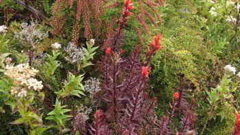 Crearon un jardín de lluvia para filtrar el agua