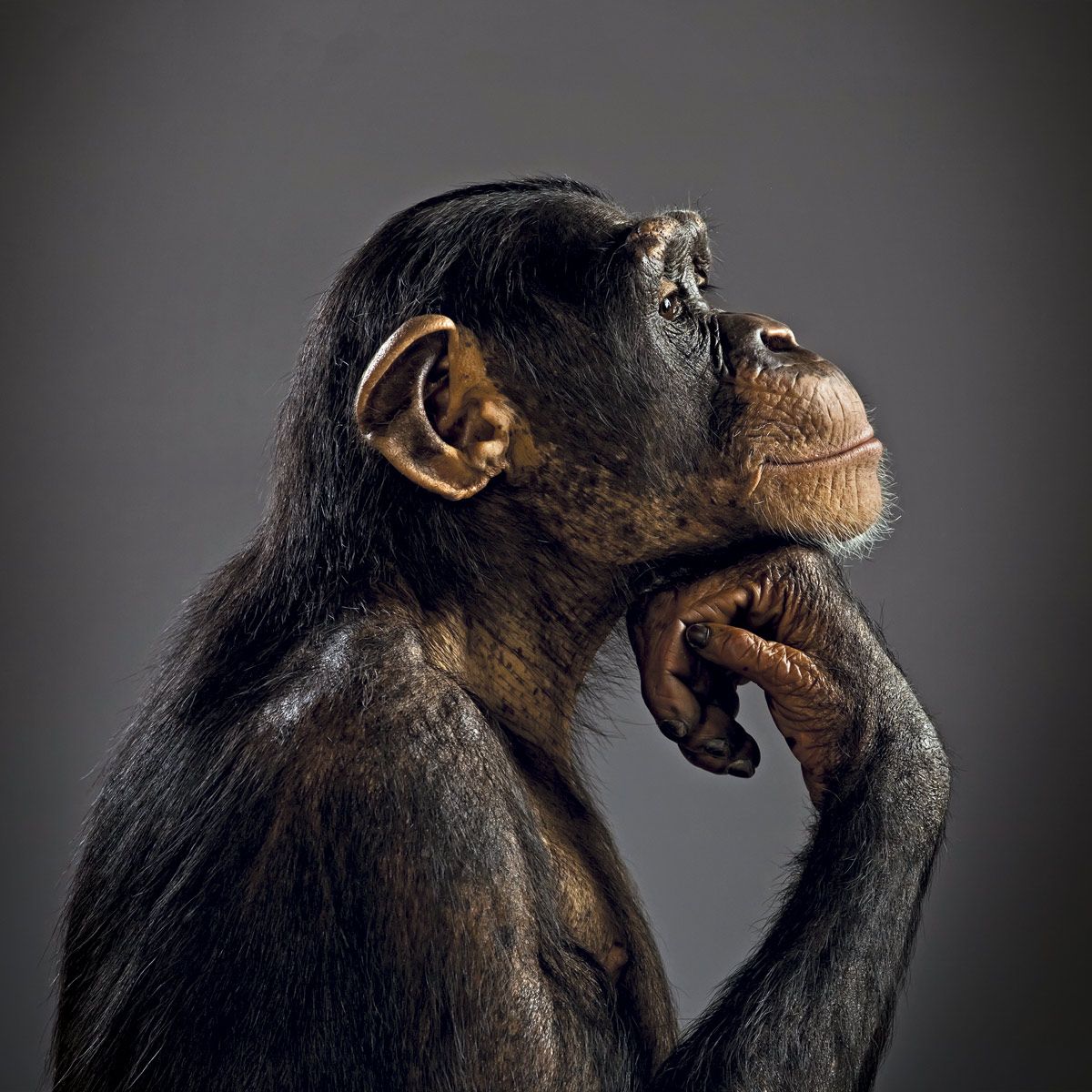 Notable descubrimiento en África evidencia la inteligencia avanzada de los chimpancés Notable descubrimiento en África evidencia la inteligencia avanzada de los chimpancés