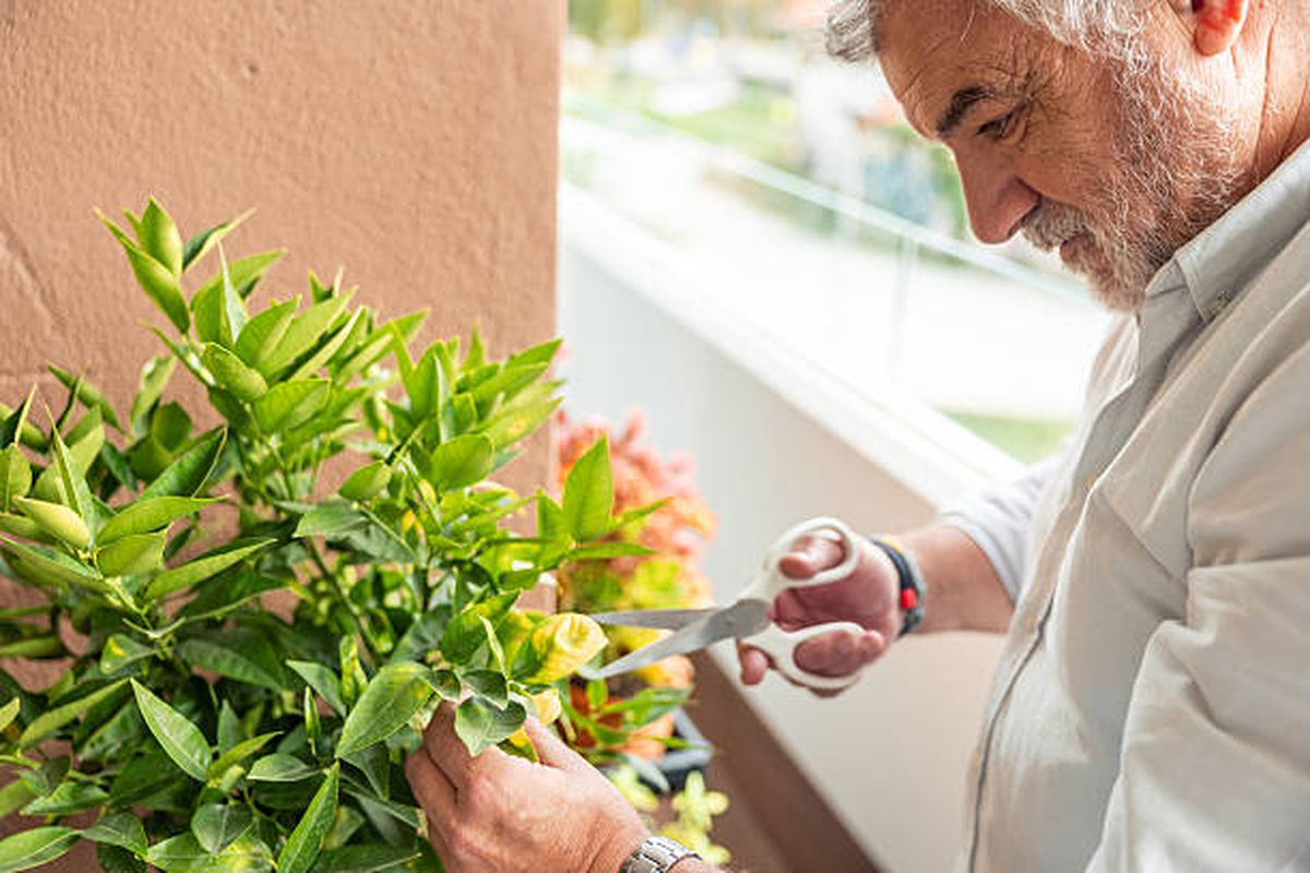 Tu árbol frutal crecerá en óptimas condiciones gracias a estos consejos. Tu árbol frutal crecerá en óptimas condiciones gracias a estos consejos.