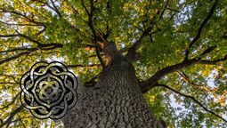 HORÓSCOPO CELTA: las predicciones para todos los signos en el inicio del Mes del Roble