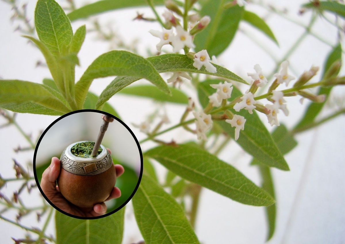 Una planta perfecta para la casa y fácil de cuidar