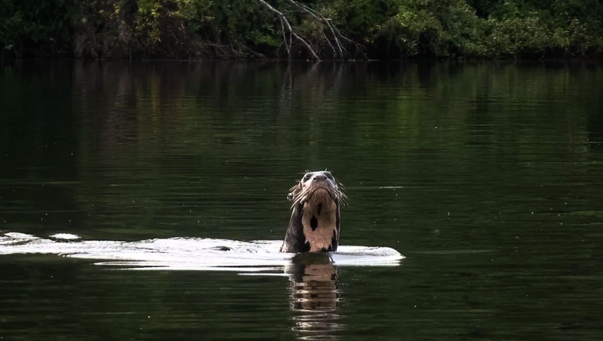 El último grupo familiar de esta especie fue avistado en 1986