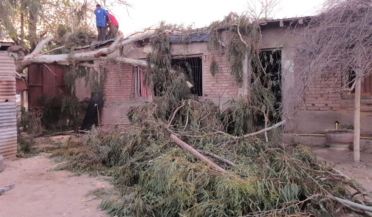La caída de árboles por el viento Zonda afectó viviendas