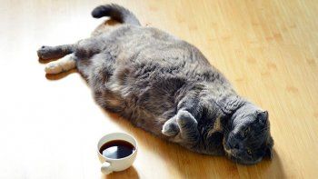 Un gato heredó 30.000 euros en Italia