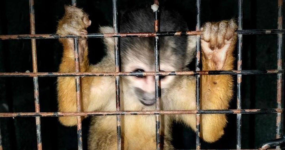 La crueldad con el mono que fue hallado es increíble.