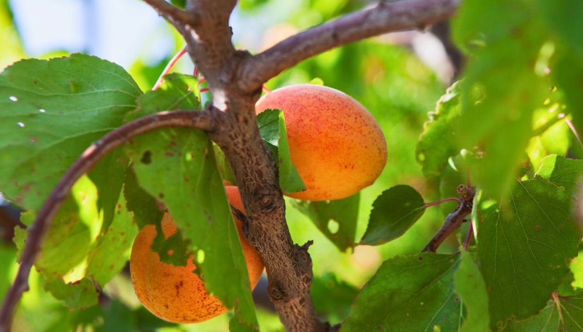 Qué hago si mi árbol de durazno no dio frutos este verano