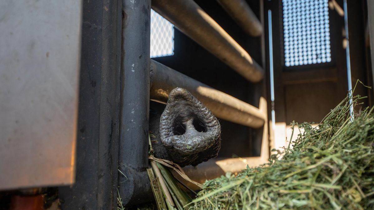 Kenya estuvo tranquila y alerta durante todo el viaje. Era el último elefante que quedaba en nuestro país. Kenya estuvo tranquila y alerta durante todo el viaje. Era el último elefante que quedaba en nuestro país.