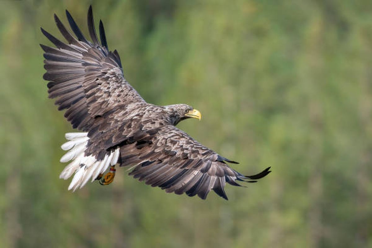 Esta águila es la más grande de Europa: se alimenta de aves, peces y mamíferos. Esta águila es la más grande de Europa: se alimenta de aves, peces y mamíferos.