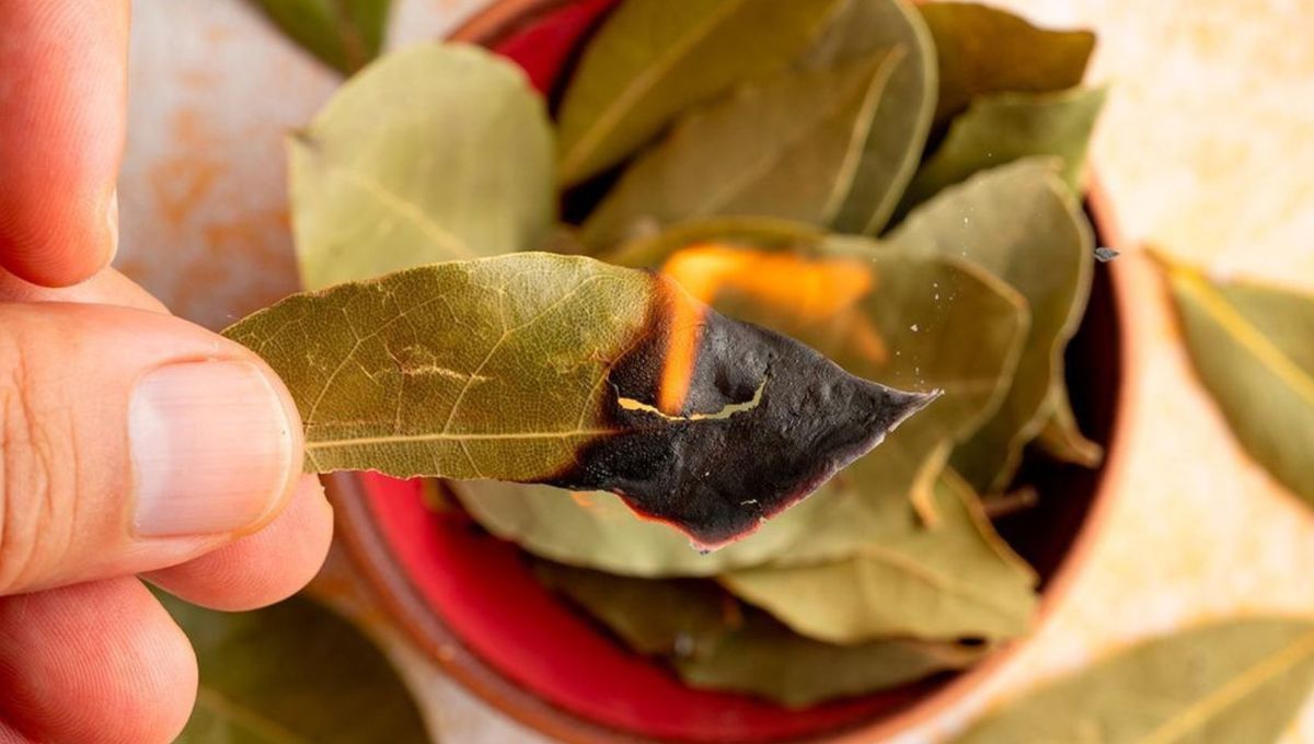 Feng Shui: qué significa escribir sobre una hoja de laurel y quemarla