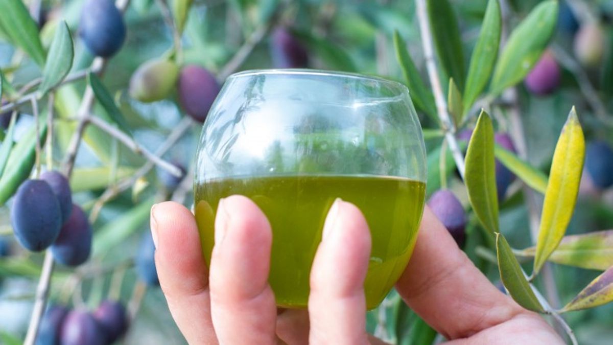 Los aceites de oliva de Mendoza llevarán la Indicación Geográfica para resaltar su calidad