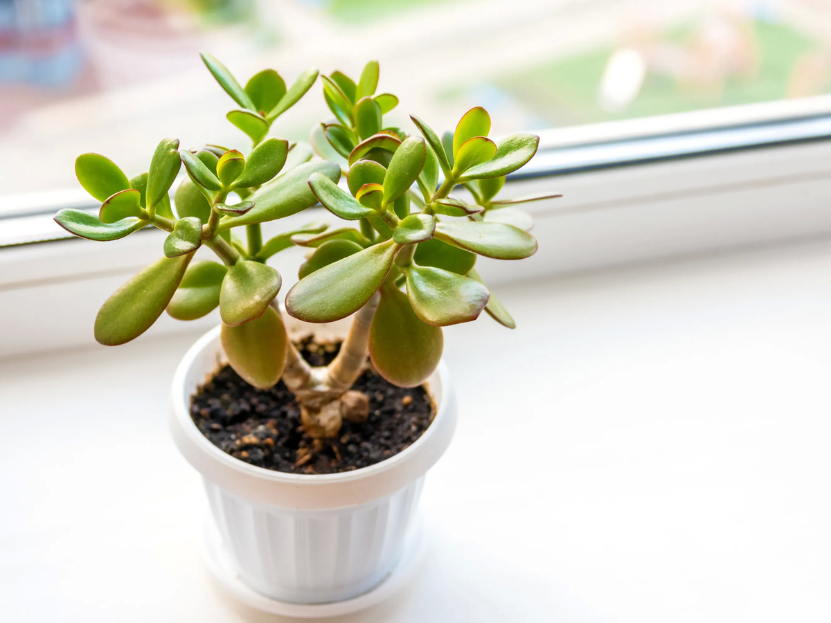 Árbol de Jade. Árbol de Jade.