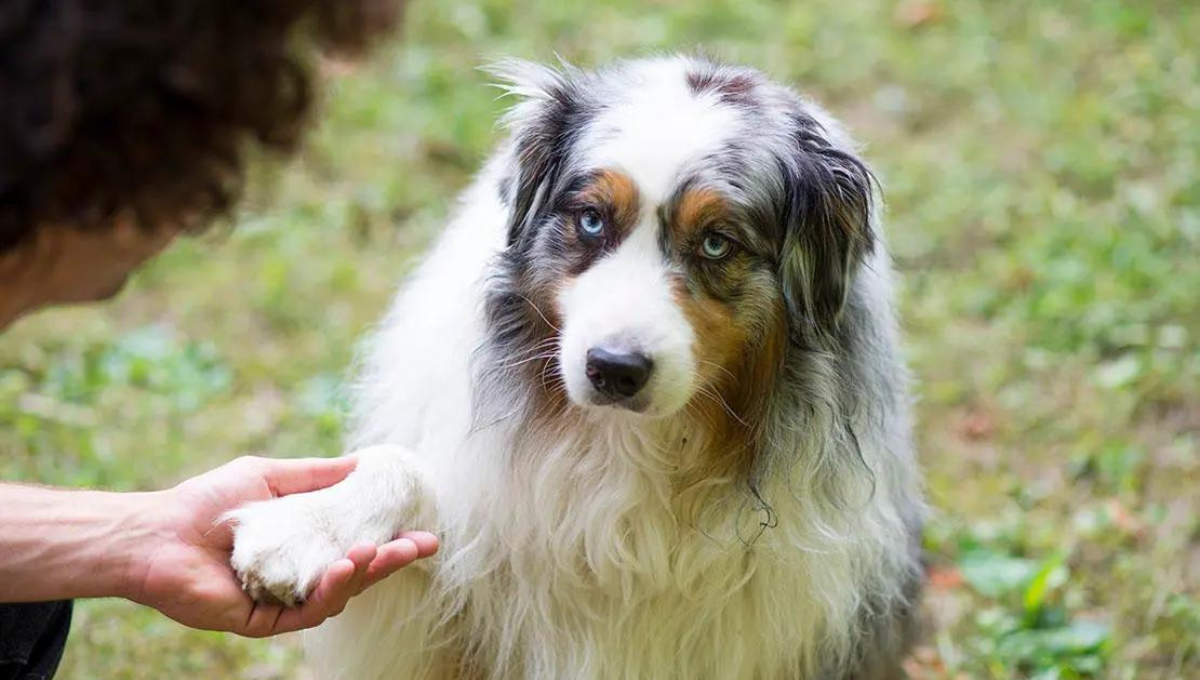 Por qué mi perro me da la pata según la ciencia veterinaria