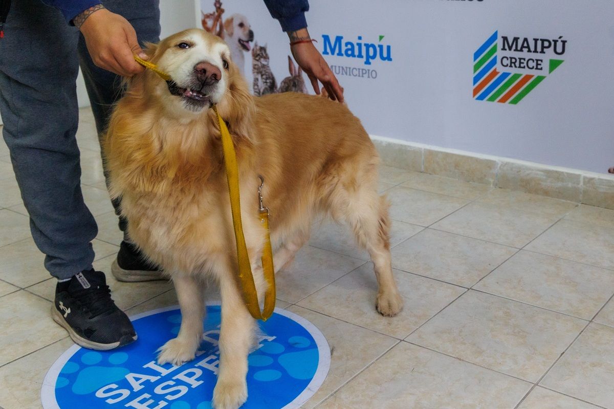El Centro de Atención Primaria Veterinaria de Maipú ya atendió a más de 1000 mascotas