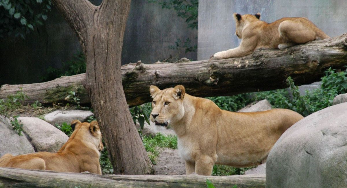Indignación: un zoológico pide donaciones de mascotas no deseadas para alimentar a sus depredadores