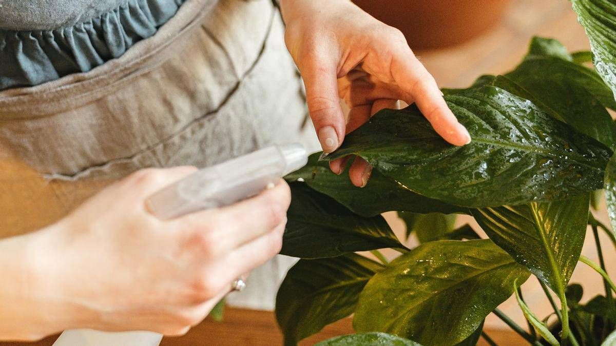 5 tips para cuidar tus plantas durante una ola de calor 5 tips para cuidar tus plantas durante una ola de calor