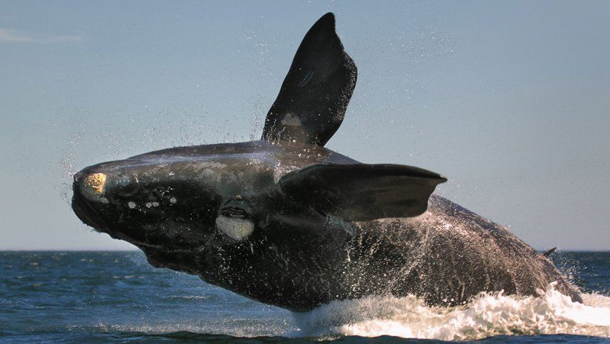 Una ballena se tragó a un buzo y lo escupió en las profundidades del mar