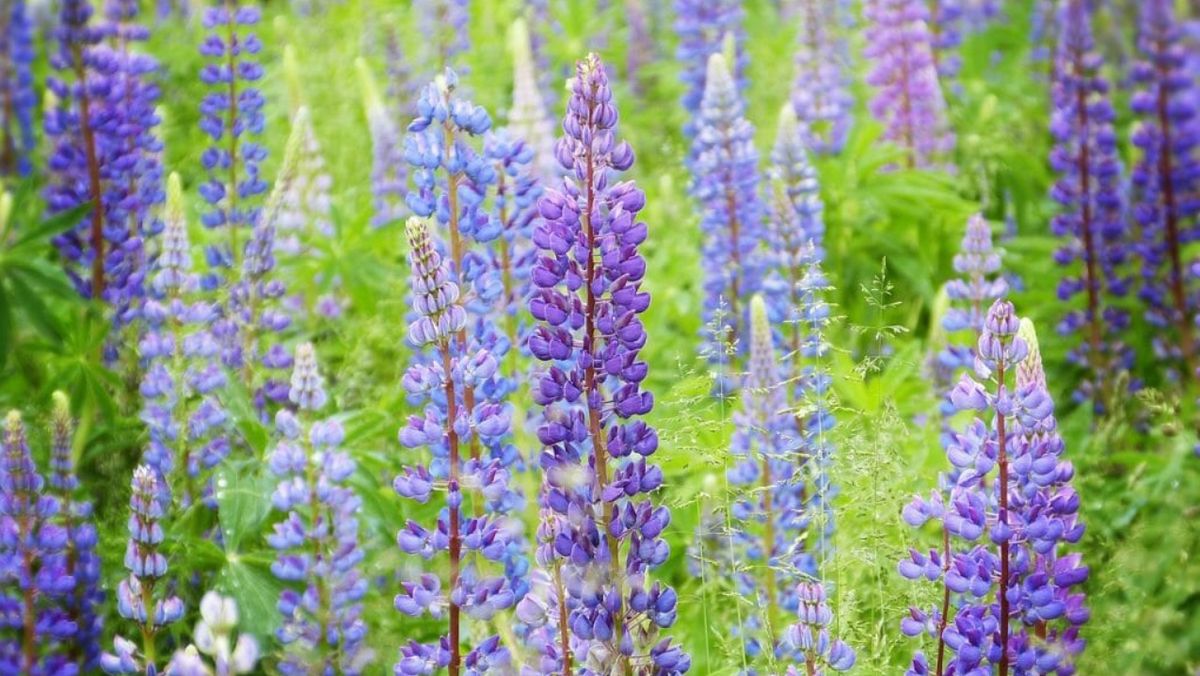 El presencia del polen en el ambiente aumenta con la llegada de la primavera provocando casos de alergia El presencia del polen en el ambiente aumenta con la llegada de la primavera provocando casos de alergia