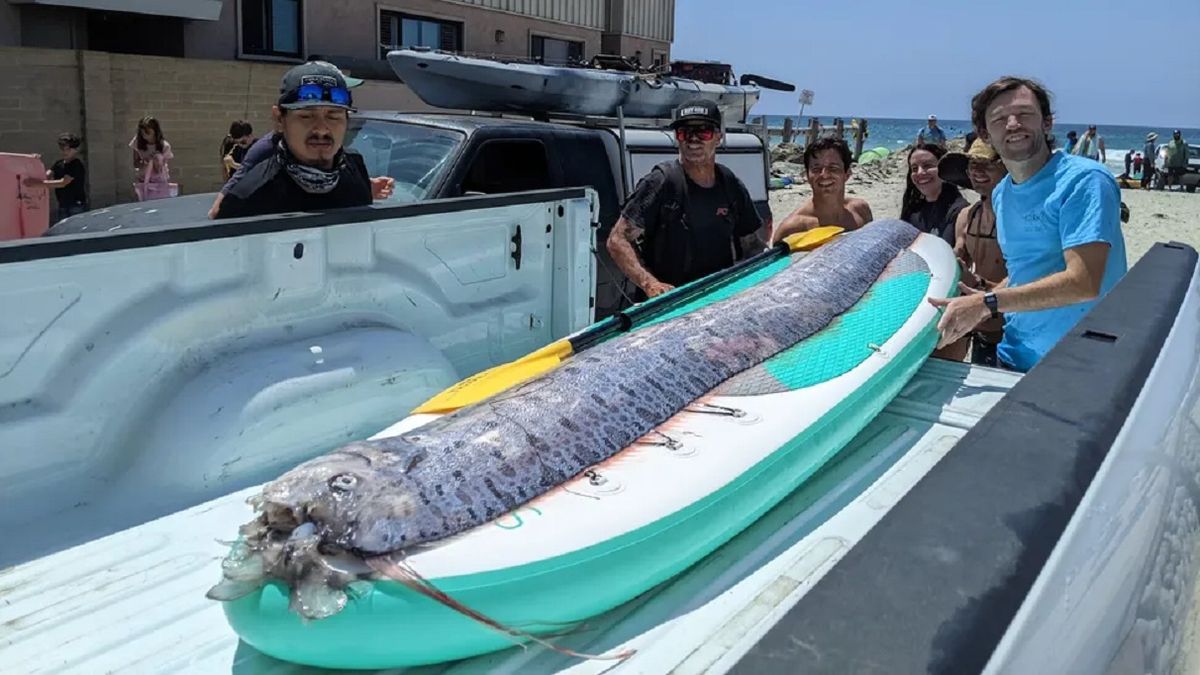 They discovered a fish in California that portends bad luck, and two days later they had an earthquake.