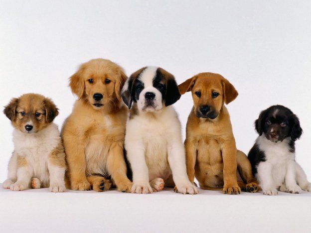 Perros bastardos