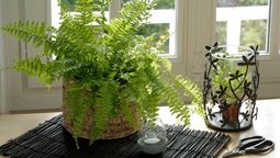 Así puedes combatir la humedad con una planta de interior muy común
