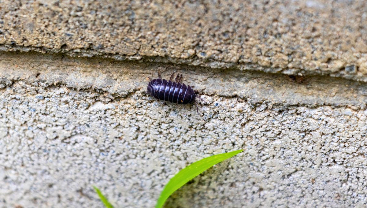 Los bichos bola o cochinillas de la humedad son unos curiosos crust&aacute;ceos que se han adaptado al medio terrestre y es muy com&uacute;n verlo saliendo de la tierra de nuestro jard&iacute;n.