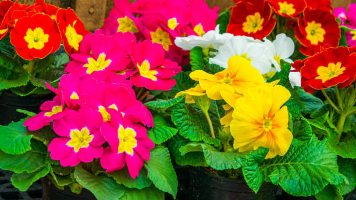 Esta planta llena de colores le dará vida a tu jardín.