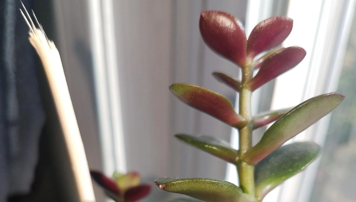 Si tu árbol de jade muestra rojo en sus hojas, no debes de preocuparte.&nbsp;