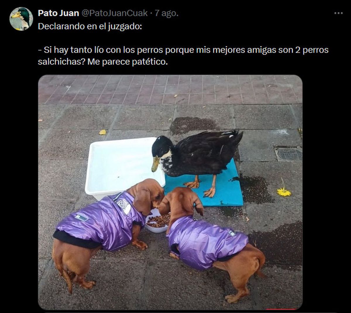 El pato Juan se crió con otros animales, por lo que aseguraron que no representaba una amenaza. El pato Juan se crió con otros animales, por lo que aseguraron que no representaba una amenaza.