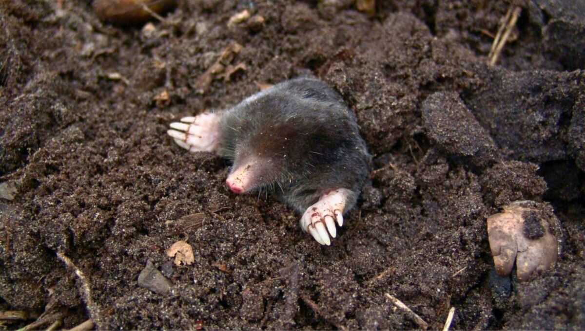 La localización, el tamaño y la forma de los mismos ofrecen pistas valiosas sobre el tipo de animal que podría estar involucrado. La localización, el tamaño y la forma de los mismos ofrecen pistas valiosas sobre el tipo de animal que podría estar involucrado.