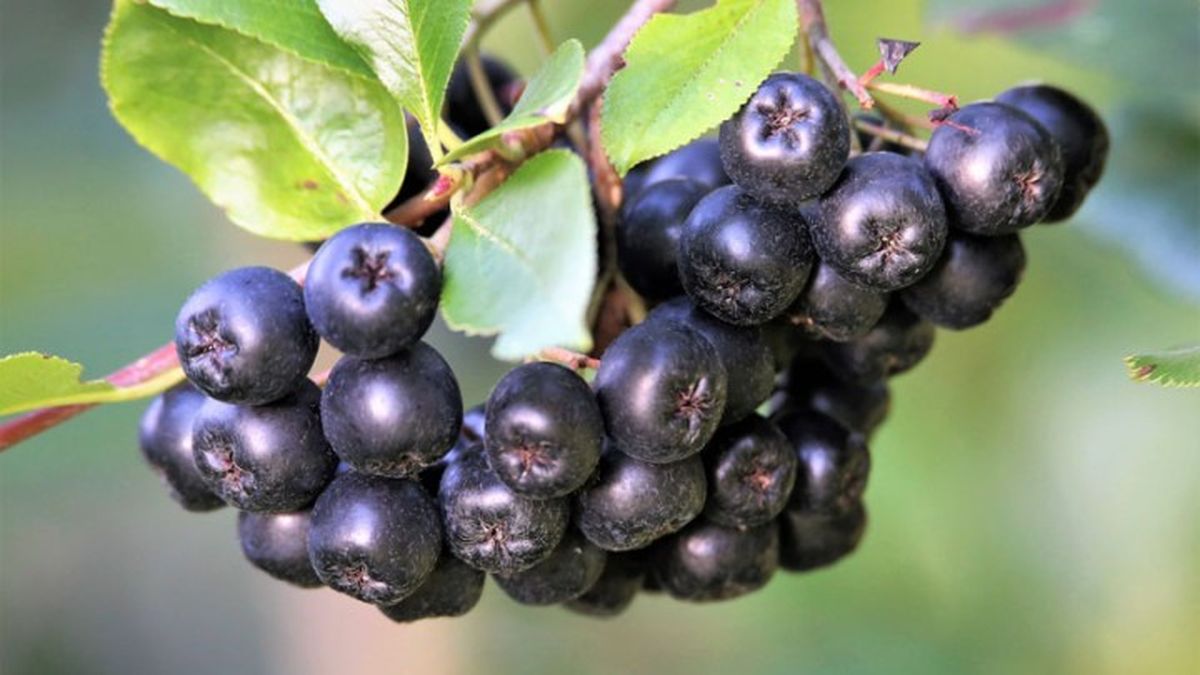 Esta fruta se utiliza para producir jugo y vino. Esta fruta se utiliza para producir jugo y vino.