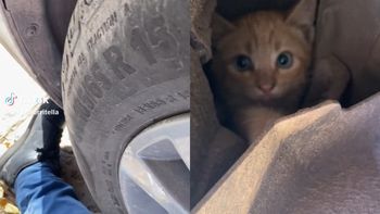 Sentía un ruido molesto en el auto y la razón lo hizo viral en Tiktok