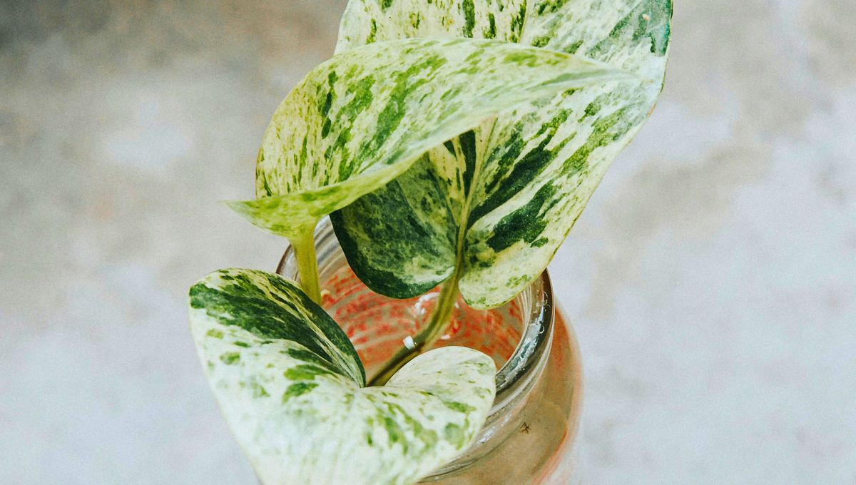 Puedes colocar el potus en cualquier espacio de la casa Puedes colocar el potus en cualquier espacio de la casa