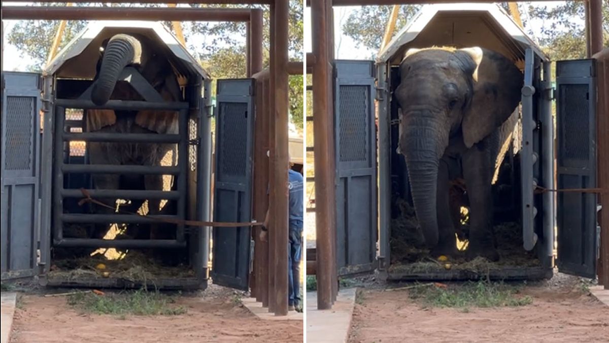 La elefanta Kenya en el santuario de Brasil. 