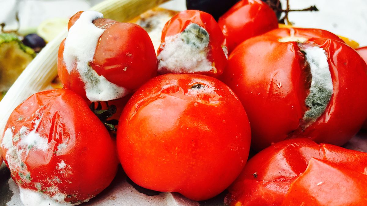 Tomates con hongos. Tomates con hongos.