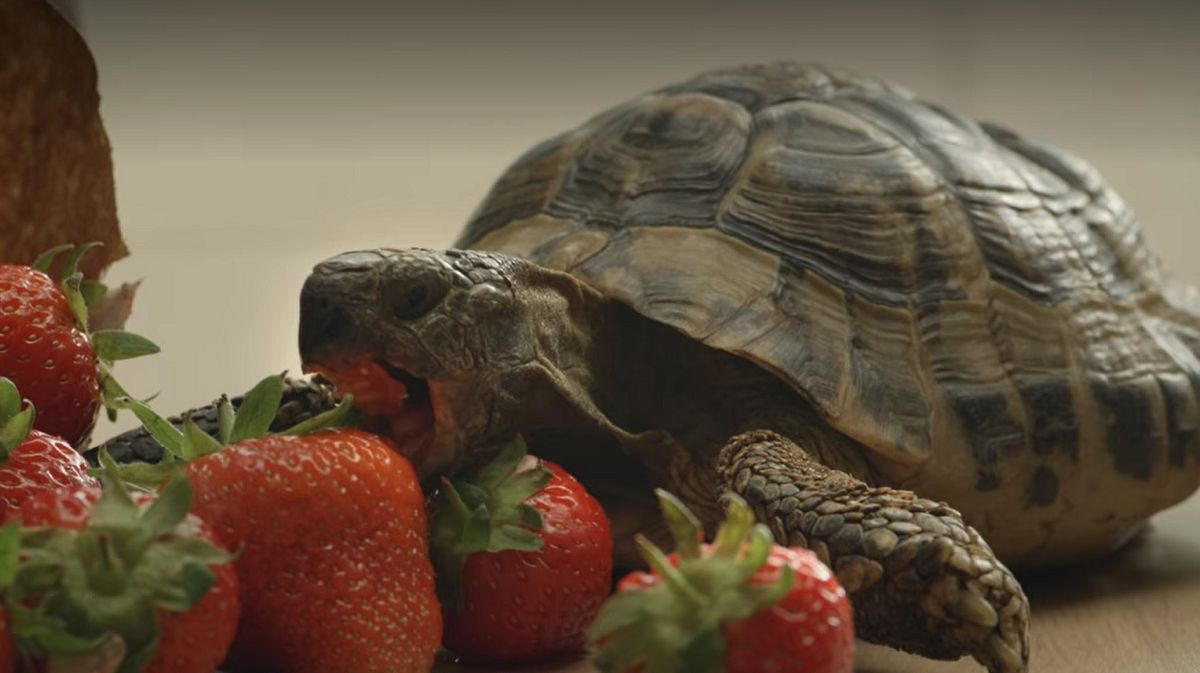 Secretos de las mascotas es una docuserie de Netflix.