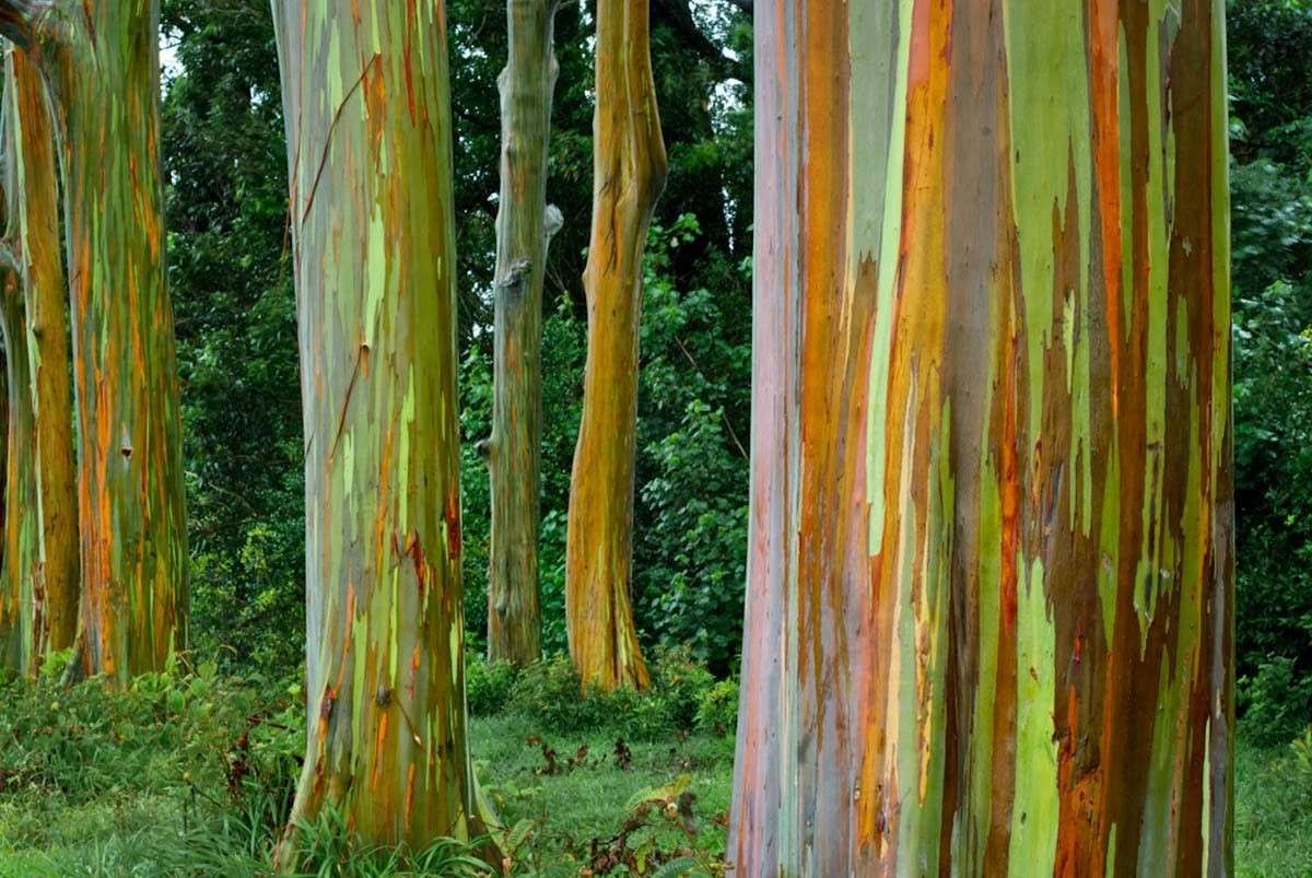 El tronco de este árbol presenta una apariciencia que llama la atención. El tronco de este árbol presenta una apariciencia que llama la atención. 